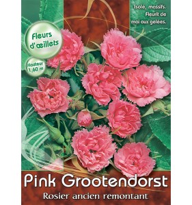 PINK GROOTENDORST