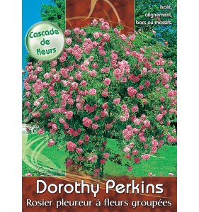 DOROTHY PERKINS