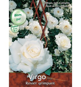 VIRGO CLG