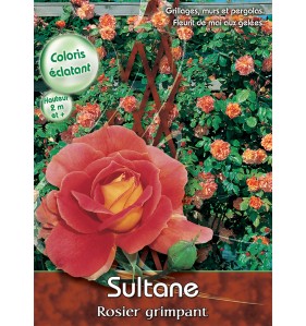SULTANE