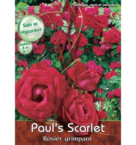 PAUL'S SCARLET