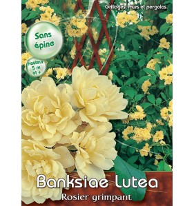 BANKSIAE LUTEA