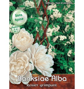 BANKSIAE ALBA