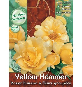 YELLOW HAMMER