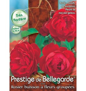 PRESTIGE DE BELLEGARDE® EVE