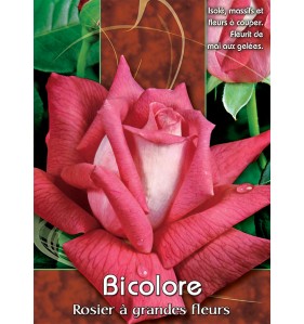 BICOLORE