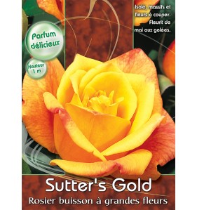 SUTTER'S GOLD