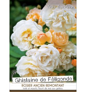 GHISLAINE DE FELIGONDE