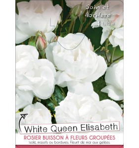 WHITE QUEEN ELISABETH