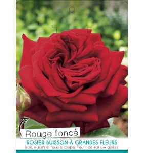 ROUGE FONCE