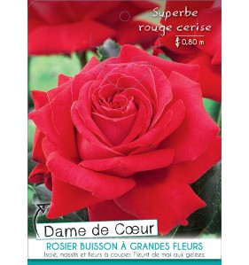 DAME DE COEUR