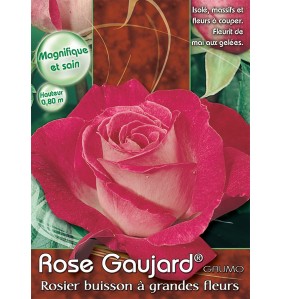 ROSE GAUJARD® GAUMO