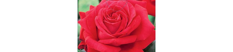 Rosier buisson à grandes fleurs