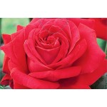 Rosier buisson à grandes fleurs