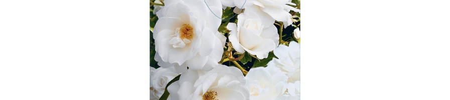 Rosier buisson à fleurs groupées