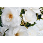 Rosier buisson à fleurs groupées