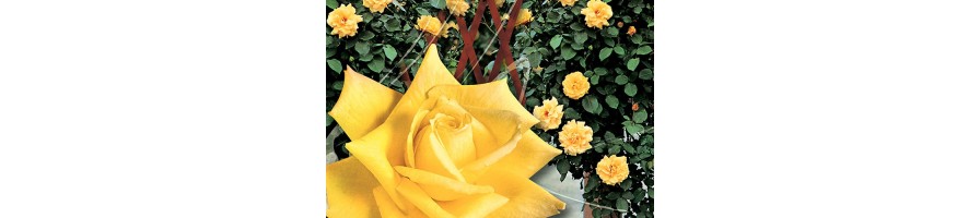 Rosier grimpant à fleurs groupées