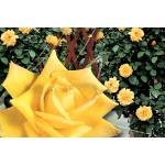 Rosier grimpant à fleurs groupées