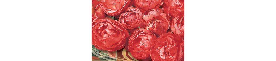 Rosier miniature à fleurs groupées