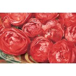 Rosier miniature à fleurs groupées