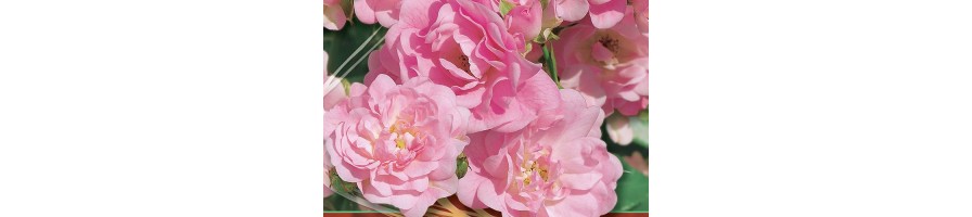 Rosier paysager à fleurs groupées