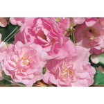 Rosier paysager à fleurs groupées