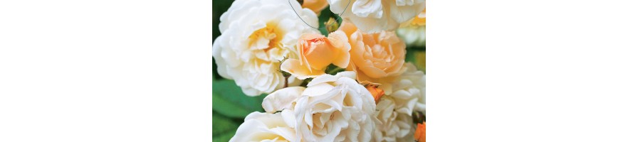 Rosier ancien remontant