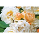 Rosier ancien remontant