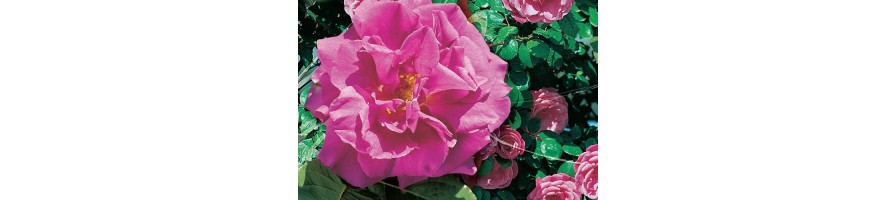 Rosier ancien grimpant