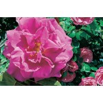 Rosier ancien grimpant